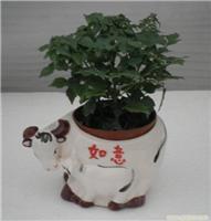 上海幸福樹植物租賃服務 價格、圖片與詳情一覽