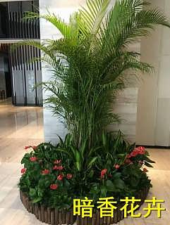 杭州綠化新風尚 植物、花卉租賃引領環保與美觀生活