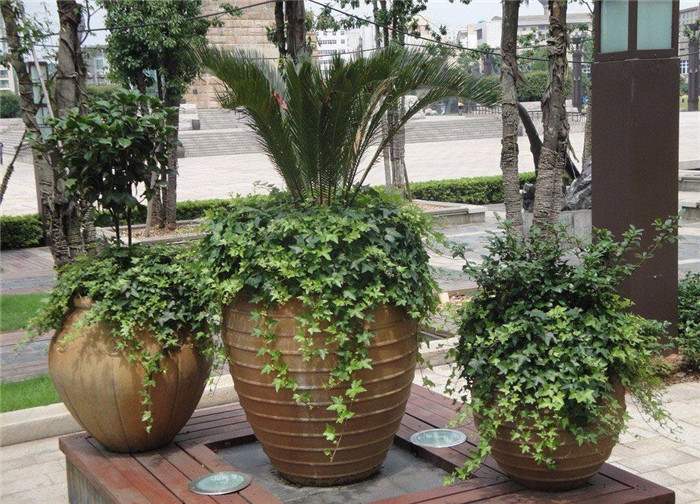 青木園藝 專業杭州植物出租服務，打造綠色辦公與生活空間