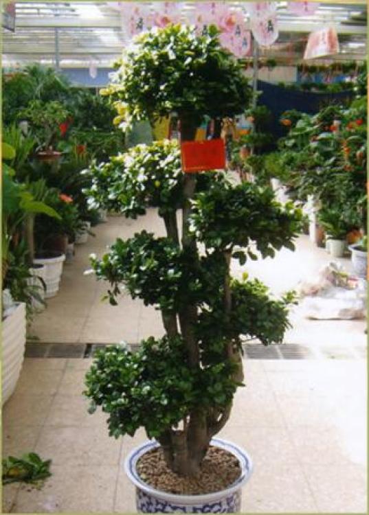 羅湖區(qū)綠植盆景租賃報(bào)價(jià)與專業(yè)養(yǎng)護(hù)服務(wù)全解析