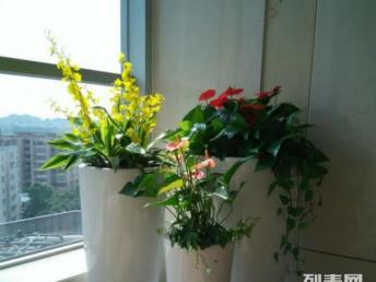 廣州綠植租賃與鮮花綠植購(gòu)買指南 打造室內(nèi)空間的自然生機(jī)