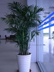 夏威夷椰子 家居與辦公綠植的優(yōu)雅之選，重慶萬(wàn)千花卉為您提供專業(yè)租賃服務(wù)