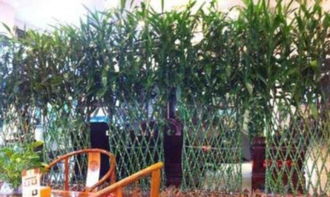 綠植租擺,花卉租賃,園林綠化,庭院設(shè)計開業(yè)花籃