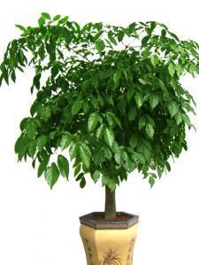 成都會場植物租賃,成都花卉租賃公司,成都植物租賃公司,成都會場植物租賃,成都花卉租賃公司,成都植物租賃公司生產(chǎn)廠家,成都會場植物租賃,成都花卉租賃公司,成都植物租賃公司價格